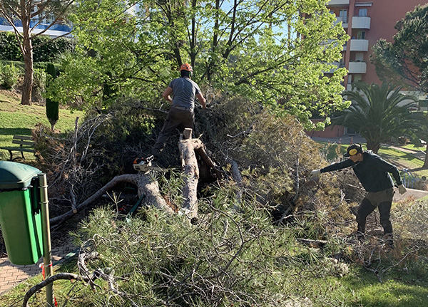 Abattage d'arbres les Alpes Maritimes (06)
